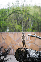 A meerkat (Suricata suricatta) stands upright on a fallen tree trunk at the zoo. Keeping and caring for wild animals in captivity.