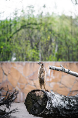 A meerkat (Suricata suricatta) stands upright on a fallen tree trunk at the zoo. Keeping and caring for wild animals in captivity.