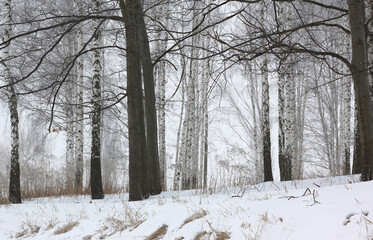 Lonely oak on background of young birches with black and white birch bark in winter in birch grove against background of other birches