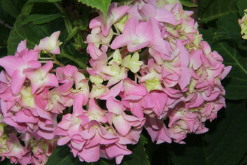 pink hydrangea flowers in the summer garden