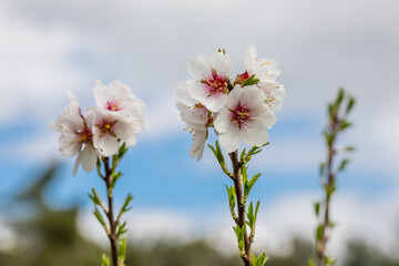 almond blossom in a park in Madrid
