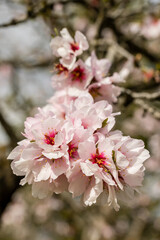 almond blossom in a park in Madrid