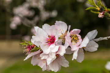 Obraz premium almond blossom in a park in Madrid