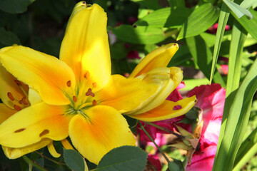 yellow daffodils in spring