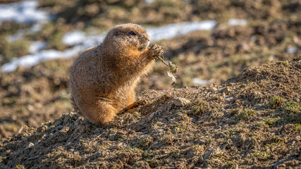 tier, nager, säugetier, prairie, natur, präriehund, hund, wild lebende tiere