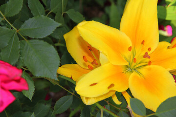 yellow flower lily in the garden