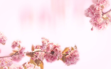 Pink cherry blossom branch covered with tiny soft blossoms create a frame around a white background with copy space.  Horizontal arrangement
