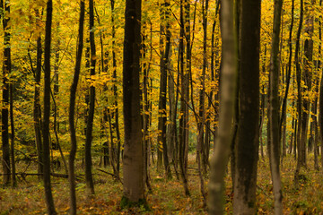 Obraz premium Wald im Herbst