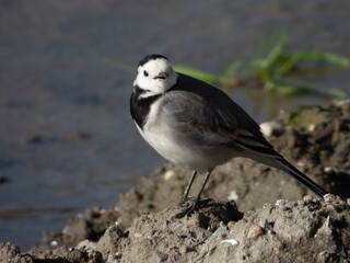 Wagtail