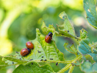 Colorado potato beetle larvae on eaten away potato leaf. Close-up. A bright illustration on the theme of protecting this agricultural plant from bugs. High detail. Macro