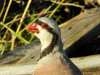 portrait of a partridge