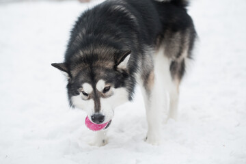 Young beautiful alaskan malamute standing and playing with violet ball. Dog winter.