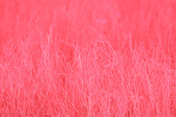Obraz premium Home interior floral decor from natural dry pink flowers or twigs.