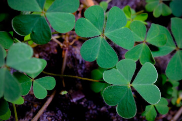 Lucky Irish Four Leaf Clover in the Field for St. Patricks Day holiday symbol. with three-leaved shamrocks.