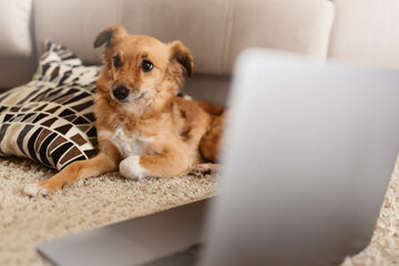 Adorable blonde dog near a laptop in sitting room during the covid-19 pandemic lock down