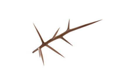 prickly branches of a plant isolated on white background