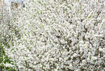Branches of flowering apple trees in June