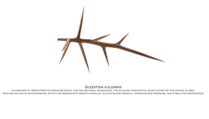 Creative mockup of acacia thorns on a white background. Creative flat set of acacia thorns with simple text on white background, copy space.