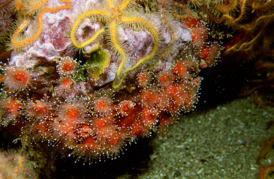 Strawberry Anemone and Brittlestars in an Invertebrate Community on a Rocky Reef