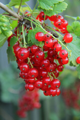 red currants on a bush