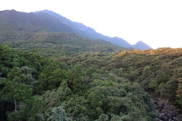 Mountains of Yakushima, Japan / 屋久島の山