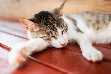 Animal/ animal doméstico/ gato