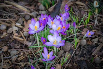springtimes first crocuses