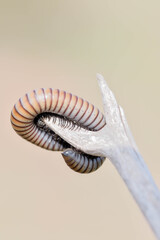 close up of a hand holding a spoon