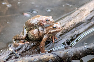 The pair of green frogs reproduction in the water at spring