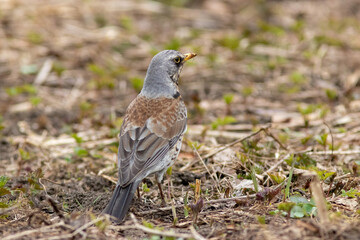 The fieldfare is sitting on the ground in leaves in spring