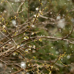 Tree blossoms during unexpected snowfall in spring.