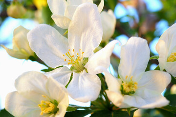 White flowers of an apple tree close-up. Petals, pistils, stamens. Blooming fruit bush in spring. Gentle illustration about the beginning of summer and warm season. Macro