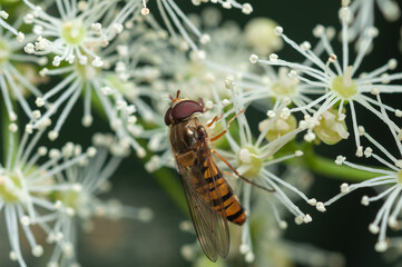 Hoverfly on Hydrangea flower 