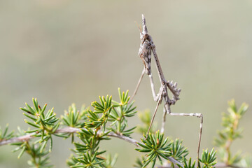 dragonfly on a branch