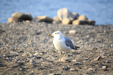 sea gull on the shore
