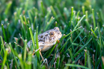 Toad in Grass