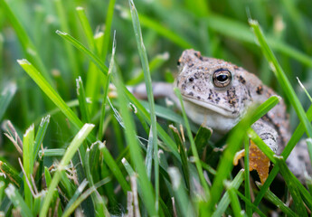Toad in Grass