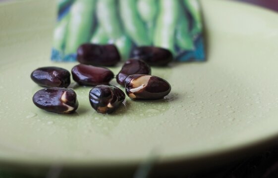Beans with sprouts, sprouted for planting