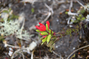 Typical Flowers of the El Cajas National Park in Ecuador