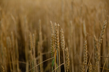 Yellow Ripe Wheat In Harvest Season