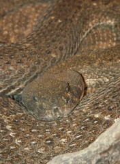 Obraz premium Closeup of western diamondback rattlesnake or Texas diamond-back