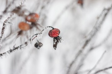 Frozen dry wild rose fruits close-up, covered with frost in wint