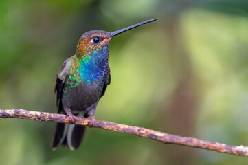 Near endemic hummingbird from Colombia and Ecuador perched on a thin branch
