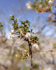 blossoming tree