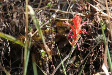 Typical Flowers of the El Cajas National Park in Ecuador