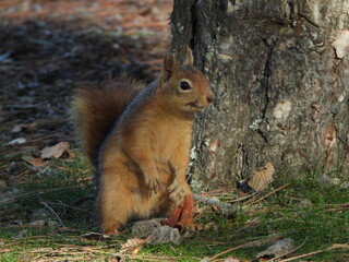 squirrel in the forest