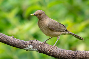 Thrush perched peacefully on a tree branch