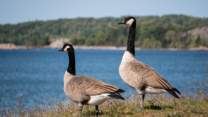 Canadian geese