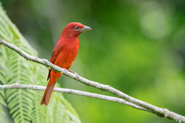 Fototapeta premium Red tanager perched on small branches carefully surrounding the environment
