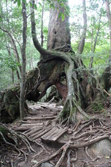 Hiking on Yakushima, Shiratani Unsui-kyo Gorge, moss forest / 屋久島でのハイキング, 白谷雲水峡